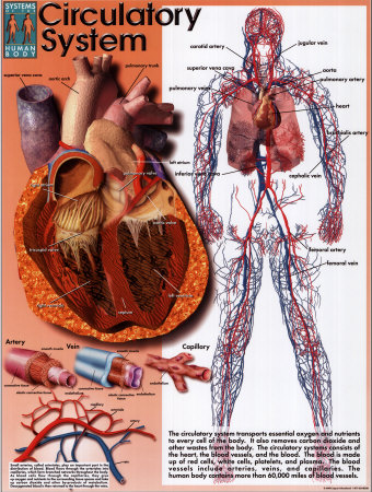 circulatory system images for kids. Circulatory System Print at