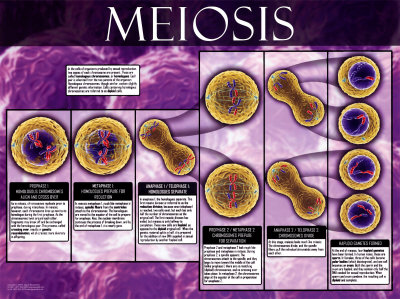 Meiosis Print Meiosis Print