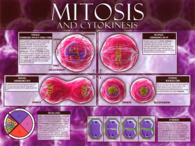 Mitosis & Cytokinesis Print Mitosis & Cytokinesis Print