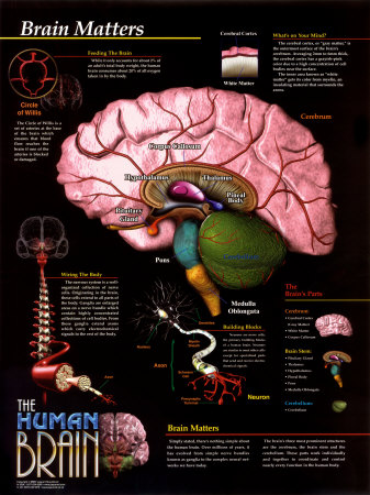 Brain Matters Print Brain Matters Print