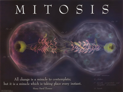 Mitosis Print Mitosis Print