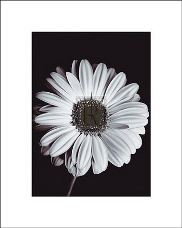 Gerbera Print Gerbera Print