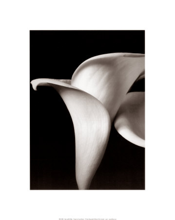 Lilies Print Lilies Print