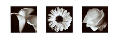 Flower Panel Print Flower Panel Print