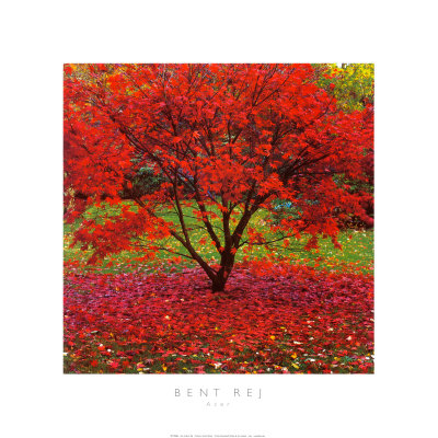 Acer Print Acer Print
