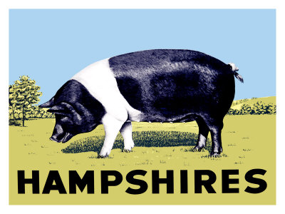 Hampshires Giclee Print Hampshires Giclee Print