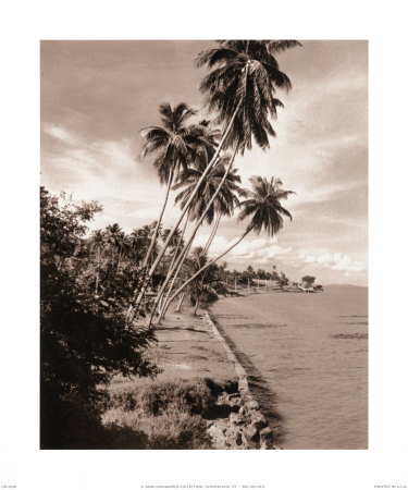 Palms at Bay Print Palms at Bay Print