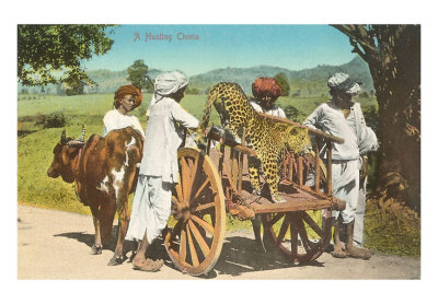 Cheetah in Cart, India Print Cheetah in Cart, India Print
