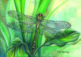 Dragonfly II