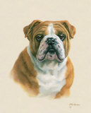 English Bulldog