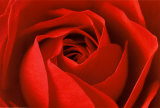 L'Important c'est la Rose