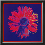 Daisy  c1982 (blue and red)