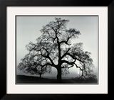 Oak Tree  Sunset City  California  1932