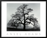 Oak Tree  Sunset City  California  1932