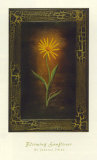 Blooming Sunflower