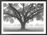 Silhouette Oak