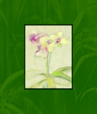 Eastern Florals IV