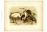 Egret and Heron