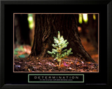 Determination - Little Pine