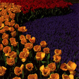 Tulip Field
