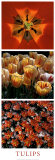 Red Tulips