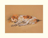 Judy  a Spaniel Puppy