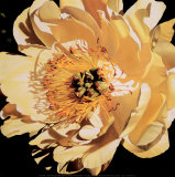 Yellow Peony