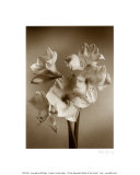 Amaryllis