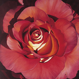 Spanish Rose