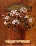 Geranium