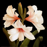 Contemporary Lily II