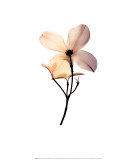 Dogwood II