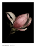 Magnolia II