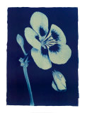 Open Geranium I  2002