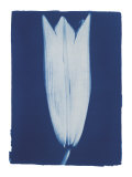 Closed Lily 2/7  c2002