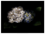 Hydrangea