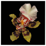 Tiger Orchid
