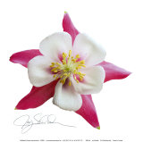 Pink Columbine