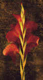 Gladiola
