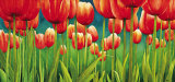 Fra i Tulipani