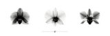 X-Ray Orchid Triptych