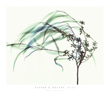 Wind