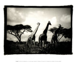 Long Necks II