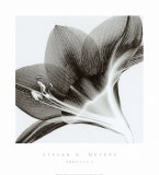 Amaryllis II