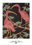 Scarlet Ibis II