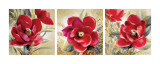 Red Magnolia Beauty