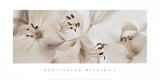 Lilies No 54