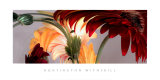 Gerbera Daisies I