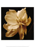Timeless Grace II