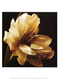 Timeless Grace I